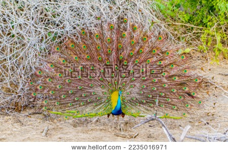 斯里兰卡 Sri Lanka 亚拉国家动物园丛林探险孔