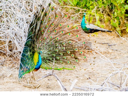 斯里兰卡 Sri Lanka 亚拉国家动物园丛林探险孔