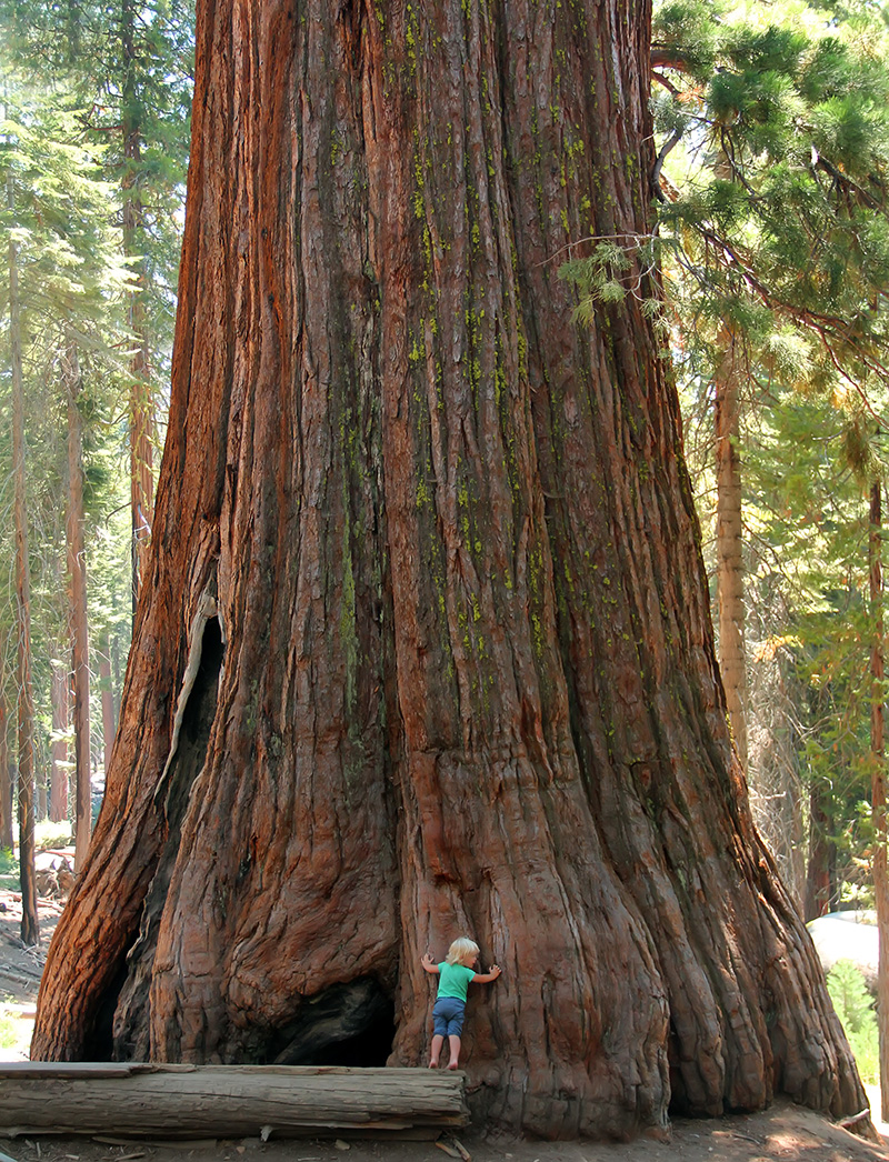 Little toddler girl hugging the giant sequoia by Anastasia Tveretinova