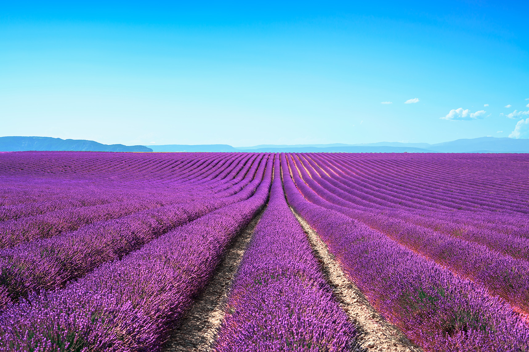 Lavender flower blooming scented fields in endless rows by StevanZZ