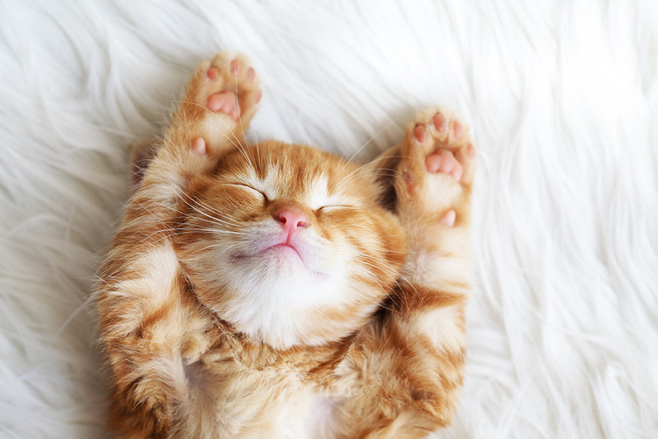 Cute little red kitten sleeps on fur white blanket by Alena Ozerova
