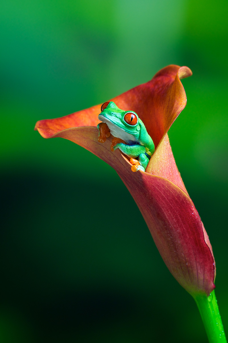 Red eye tree frog in an exotic plant by Mark Bridger
