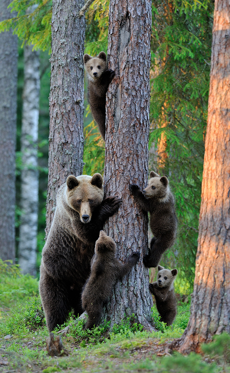 Brown bear with cubs in forest by Erik Mandre