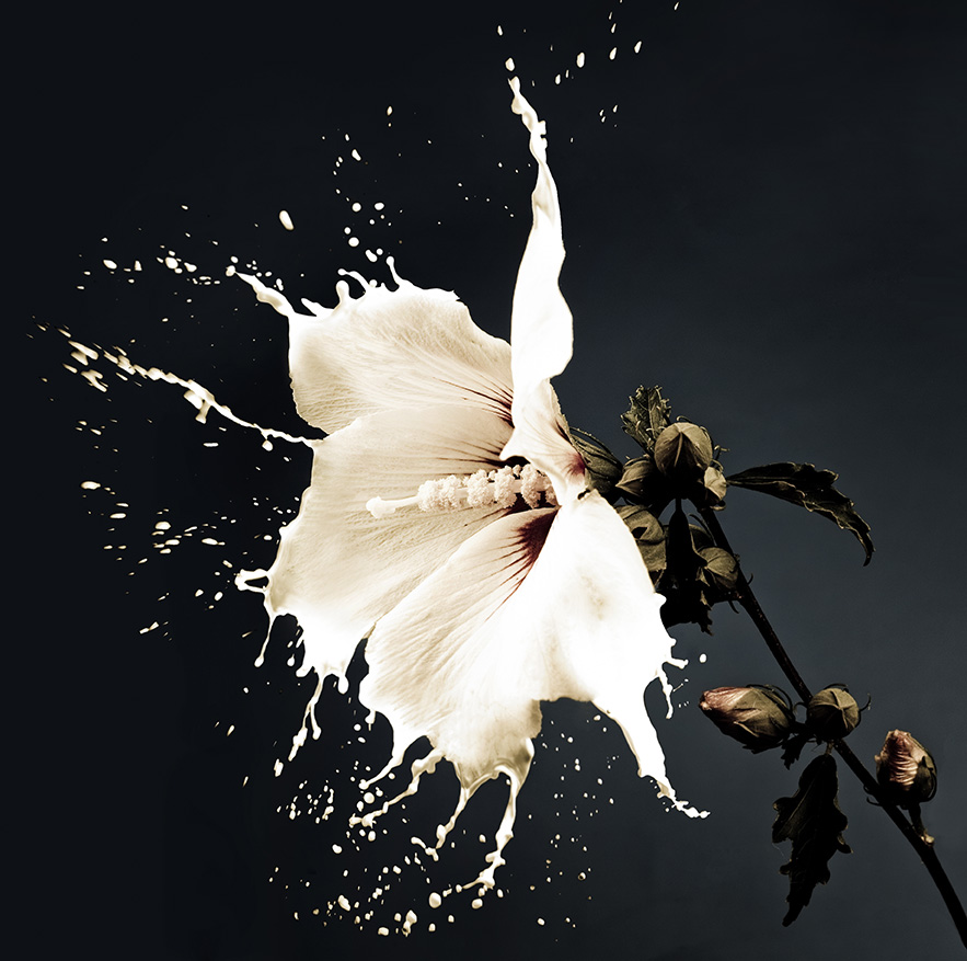white flowers with milk splash on dark background by Zdenka Darula
