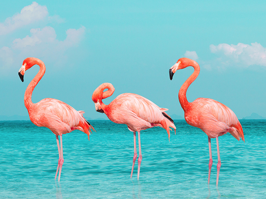 站酷海洛_正版图片_视频_字体_音乐素材交易平台_站酷旗下品牌