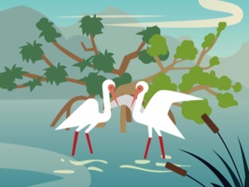 湿地环境精选视频