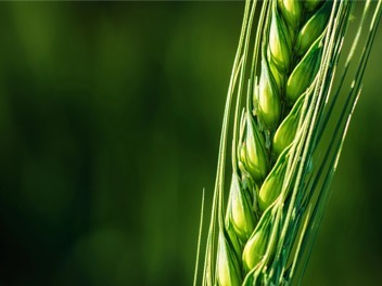 芒种-麦子特写图片素材