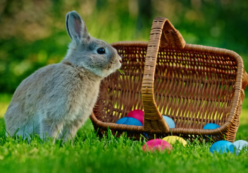 兔子照片图片素材