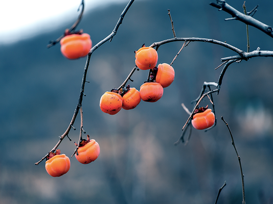 软糯柿子图片素材