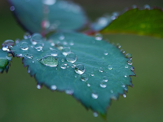 露水素材精选视频